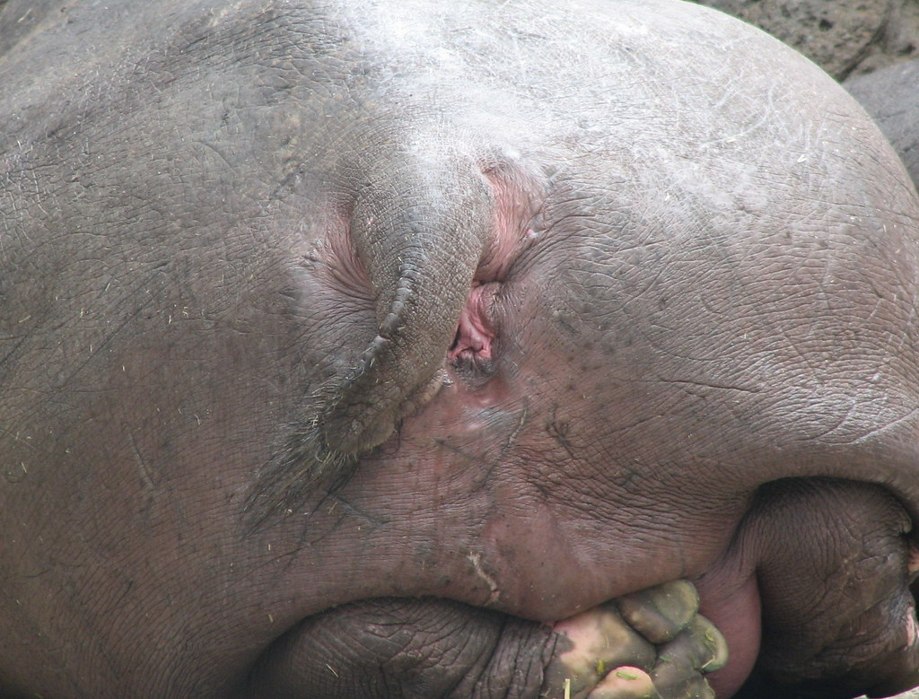 Hippo Ass 4