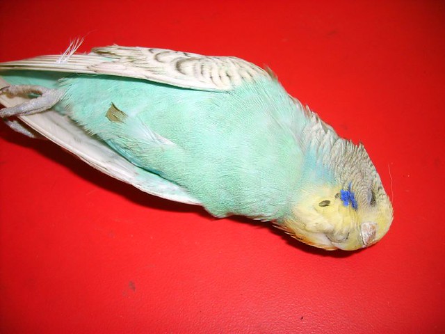 Image result for dead parakeet