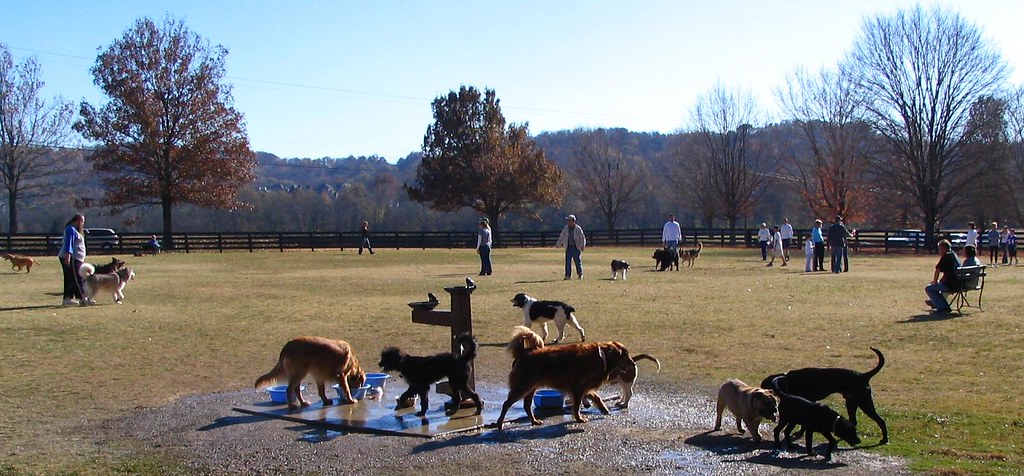 Nashville's Dog Park | A place for all the dogs of ...