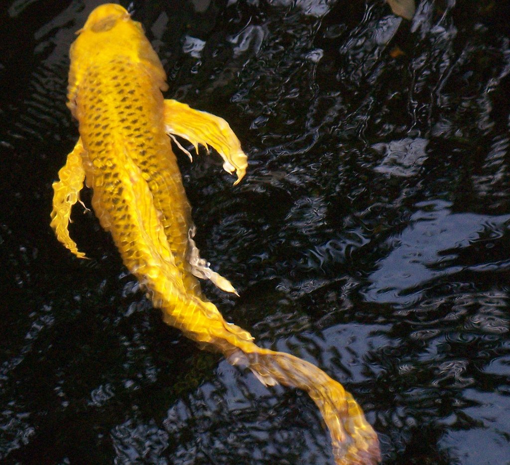 yellow koi (Gold-Fish :) ) | in Bal Harbor, Florida (North M… | Flickr