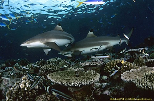 Image result for beqa lagoon shark shark dive