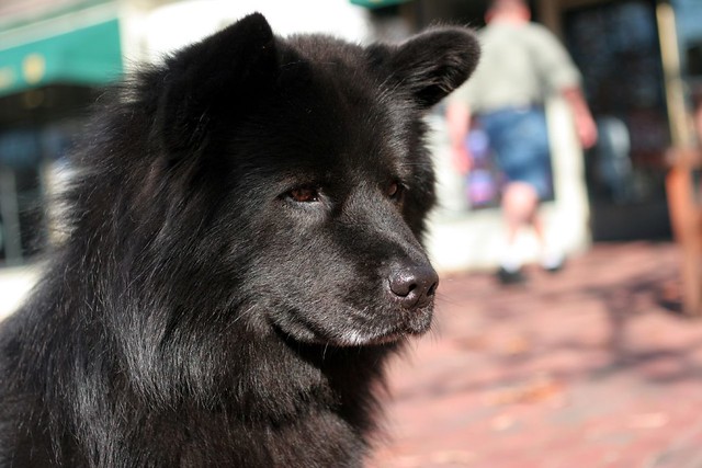 Black Chow I took about 30 shots of this really