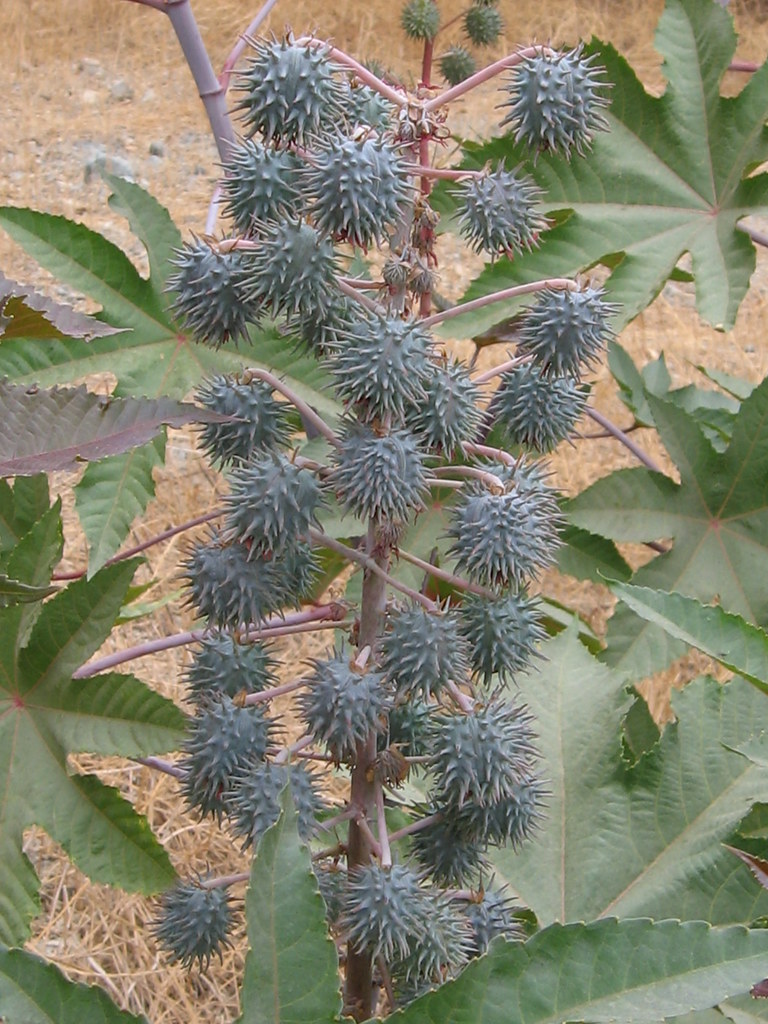 castor-bean-these-are-young-pods-of-this-poisonous-plant-miheco