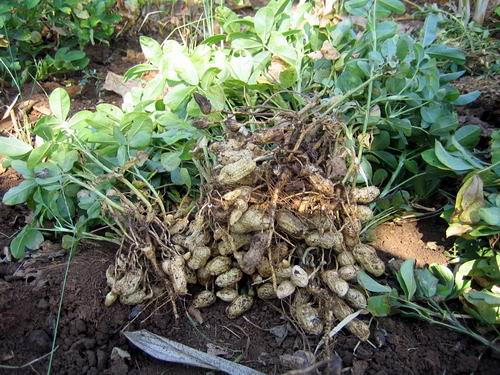 umur tanaman kacang tanah
