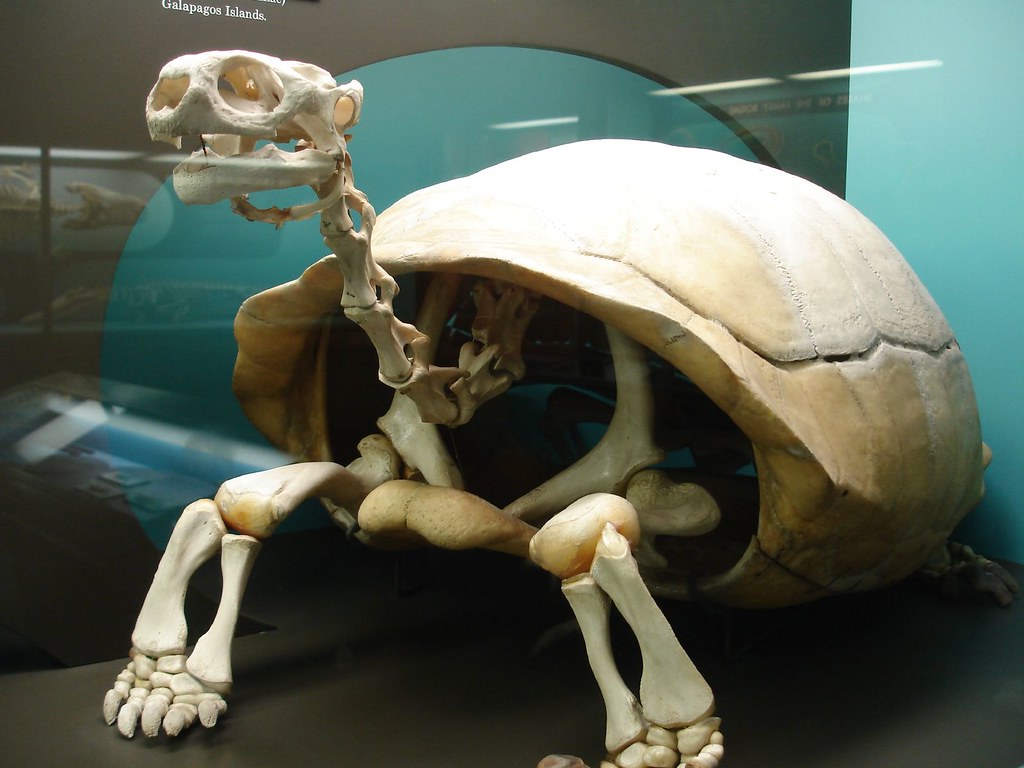 Turtle Skeleton | At the Smithsonian Museum of Natural Histo 