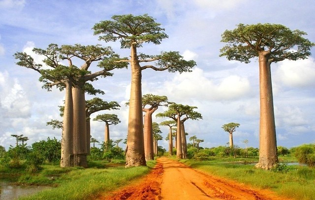 Baobabs - Madagascar