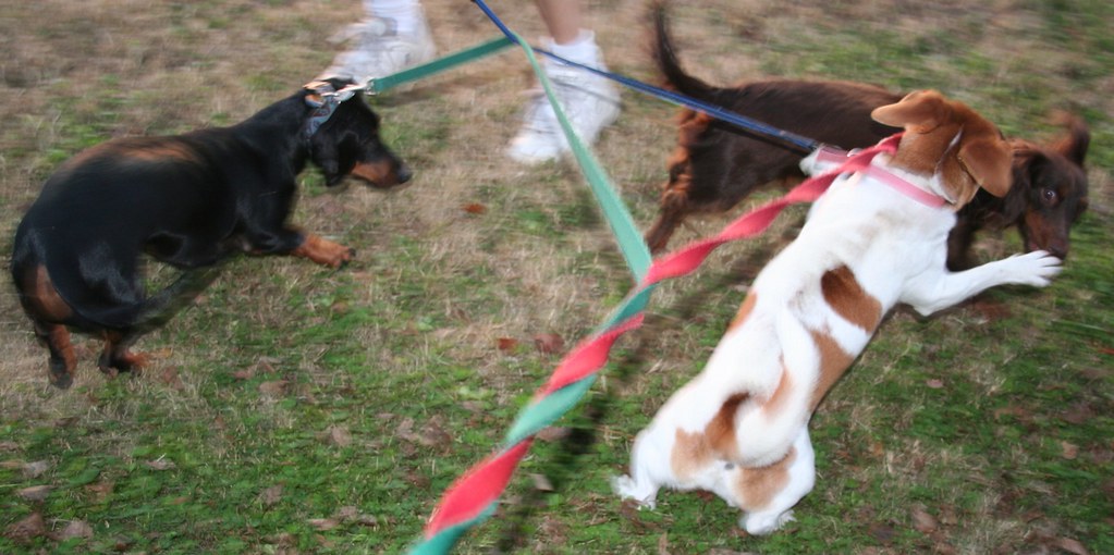 Dog Knot You get three lively dogs on leads together and t… Flickr