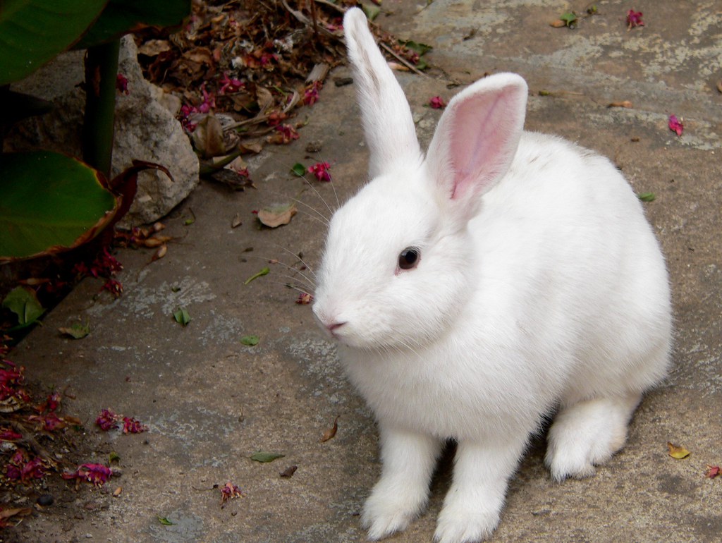 Быстрый рост кролика. Беленый кролик во весь рост. Кролик Ростов. Белый кролик табл. Парень белый кролик.