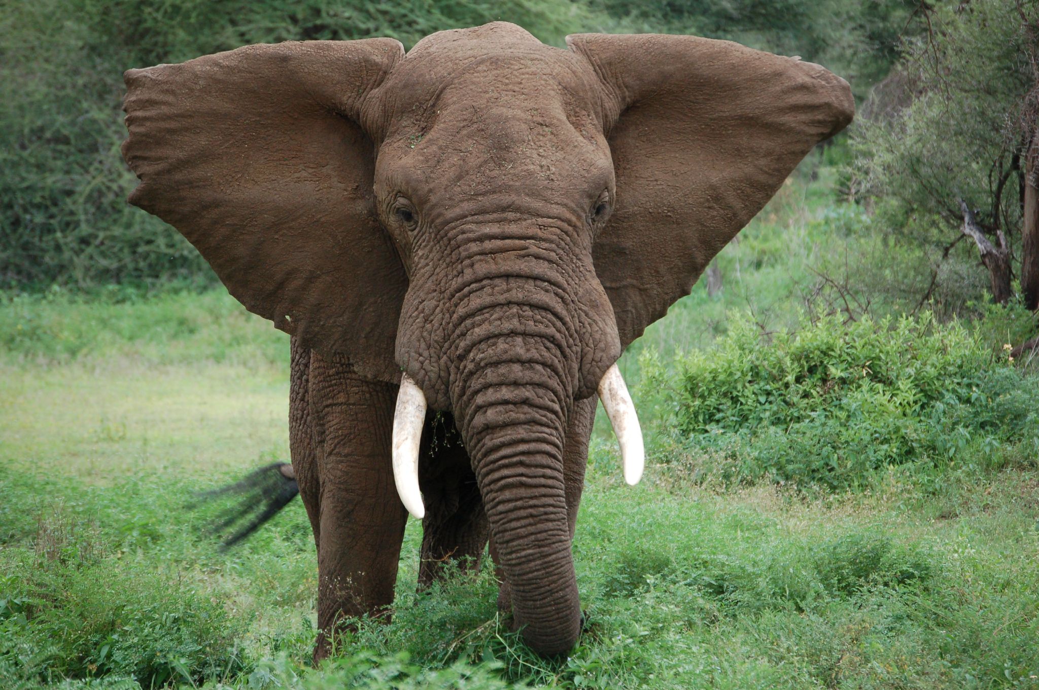 Photo of Elephant in Tanzania