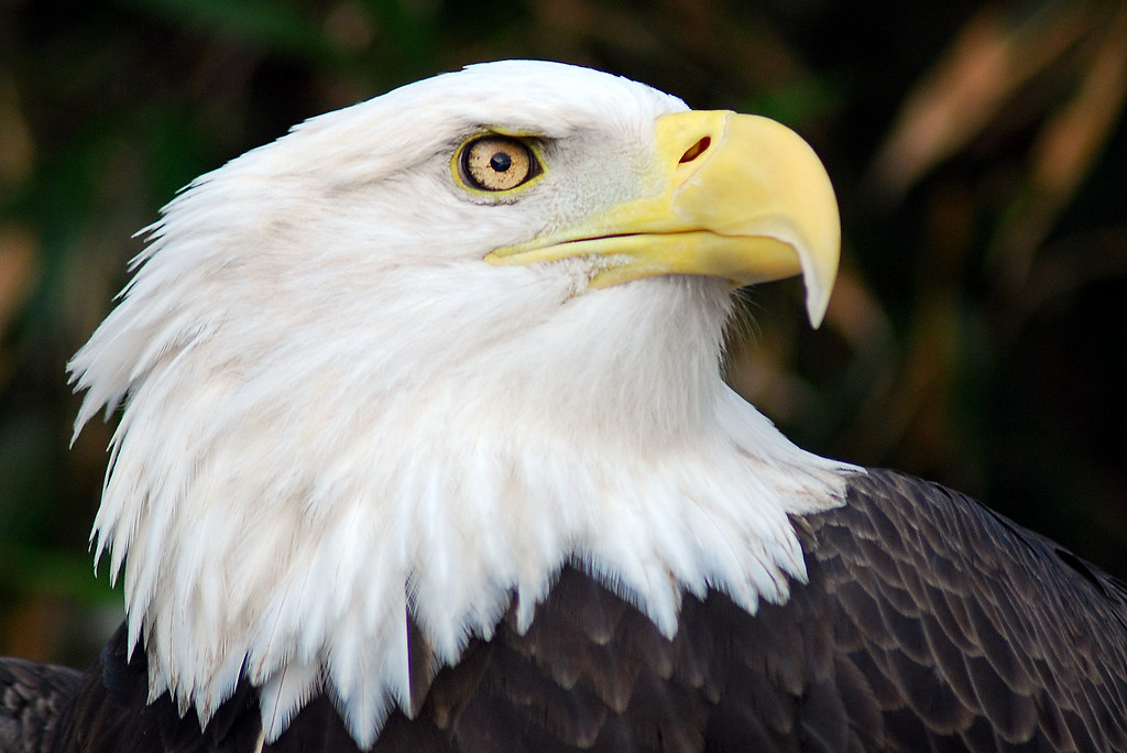 Image result for eagles