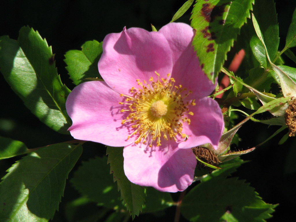 Flower Along Confederation Trail PEI | Bobcatnorth | Flickr