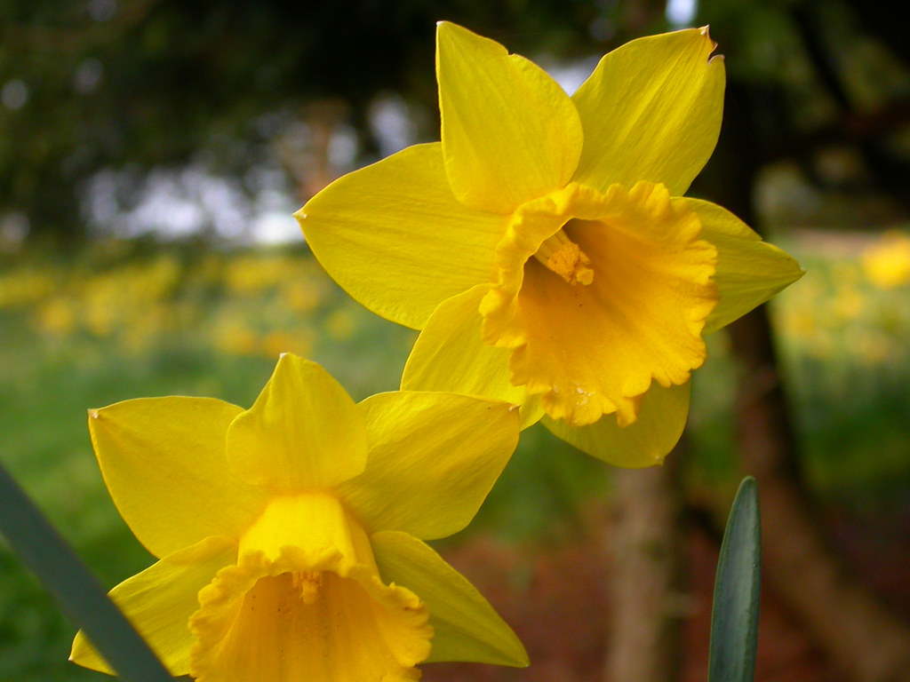 Narcissus pseudonarcissus Amaryllidaceae  Can39;t quite rem 