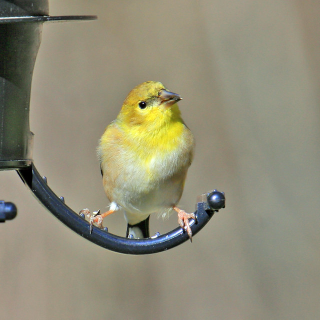 American Goldfinch Small Yellow Bird New York - minnesota birds identification | Birds In Minnesota ... : Spring males are brilliant yellow and shiny black with a bit of white.