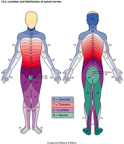 Location and Influence of Spinal Nerves | This diagram shows… | Flickr