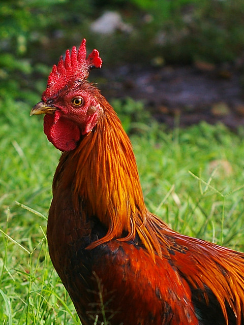 Ayam Jago | Adi Sujiwo | Flickr