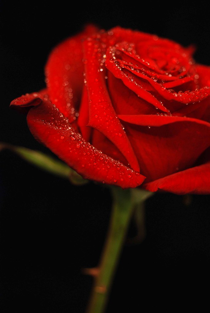 rose | A valentine rose that was crying out to be photograph… | Flickr