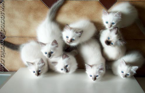 cuccioli, Albafeles kittens, Sacred Birman cats