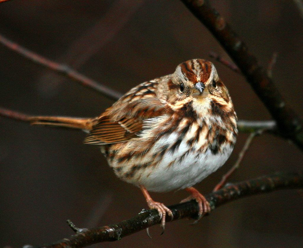 Striped Sparrow The Nature Nook Flickr