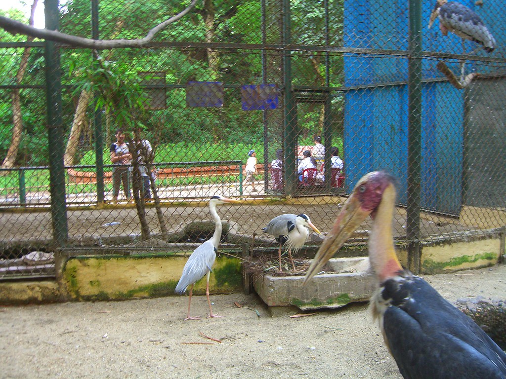 big ass and kinda ugly birds in cage | ugly storks deliver u… | Flickr