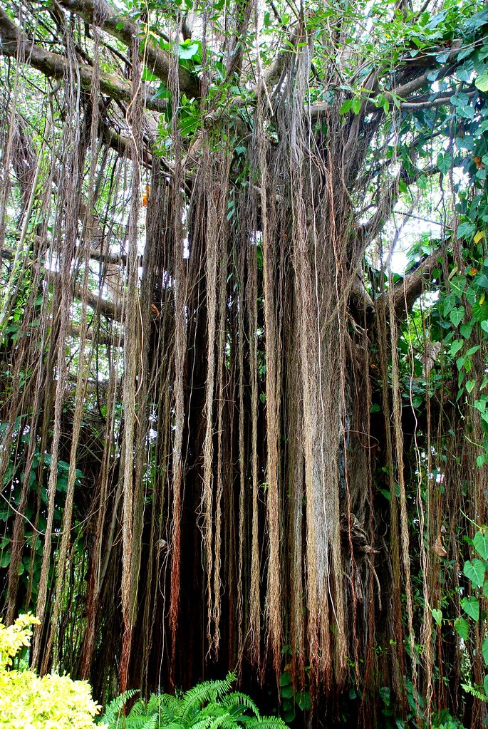 Bearded fig tree | The roots hang down like a beard. Barbado ...