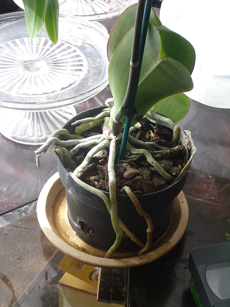 Orchid Phalaenopsis Roots