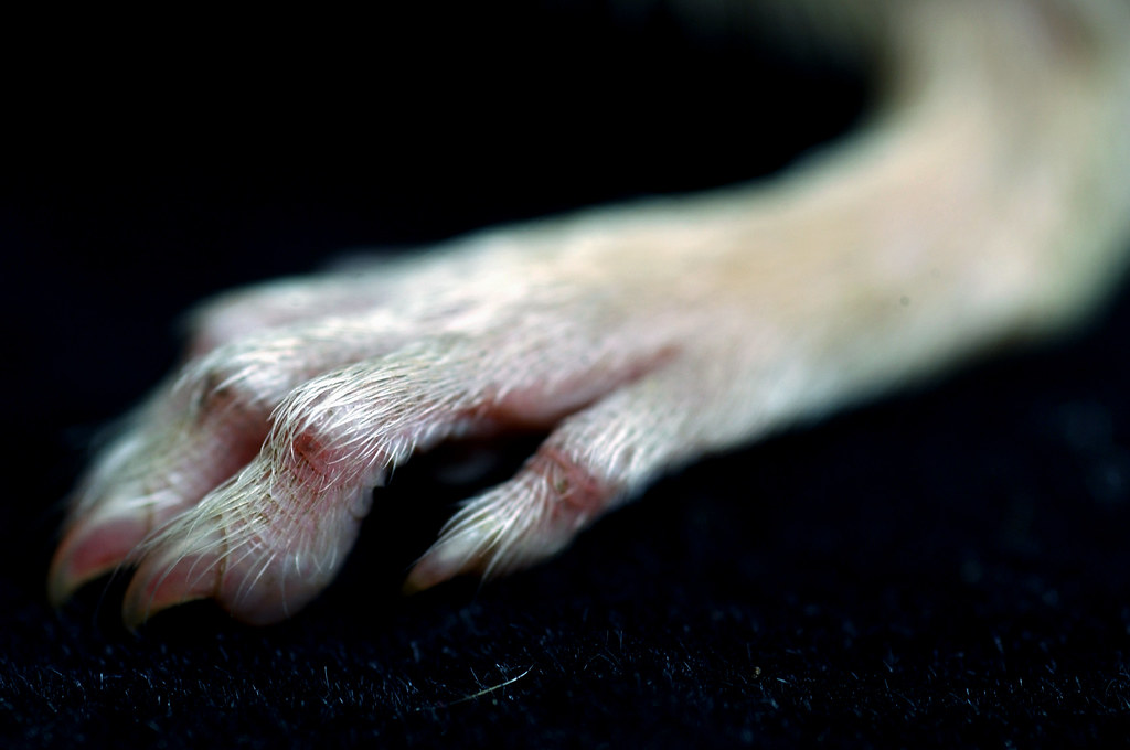 foot-of-a-field-rat-foot-of-a-field-rat-part-of-the-imag-flickr