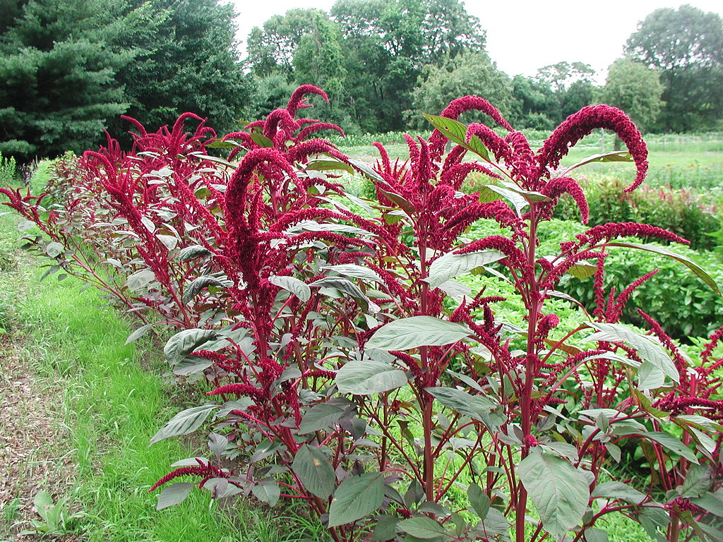 Amaranth "opopopeo"