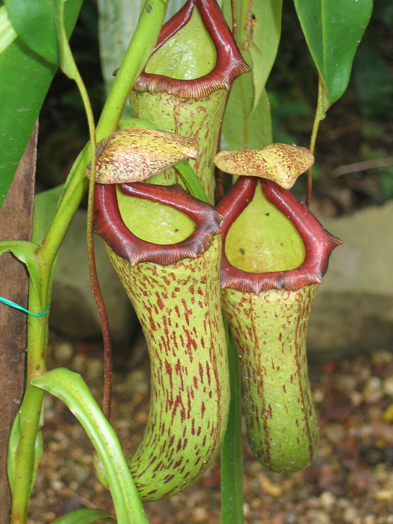 Image result for pitcher plants