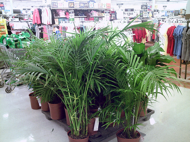  Plants  Clean Wal Mart  Flickr