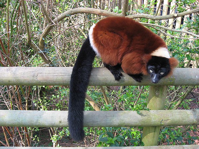 Lemur at Paignton Zoo