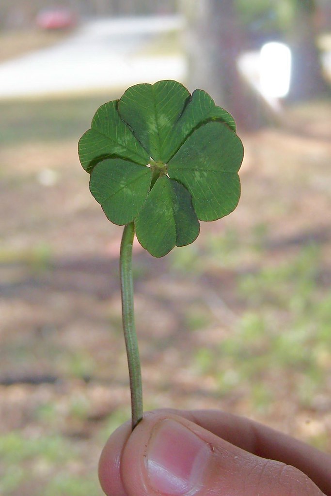 6 leaf clover | See the rest of my photos at www.flickr.com/… | Flickr