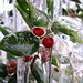holly days on ice | Flickr - Photo Sharing!