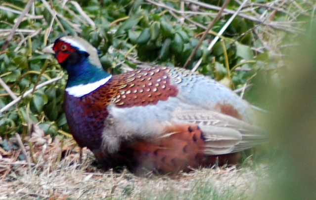 Ring necked, blue back pheasant | A pheasant that's been ...