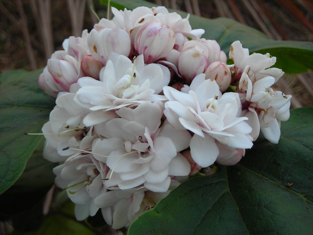 Mogra Flower Wikipedia In Marathi | Best Flower Site
