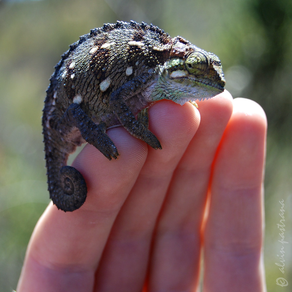 pygmy chameleon | Full grown chameleon with a full belly... … | Flickr