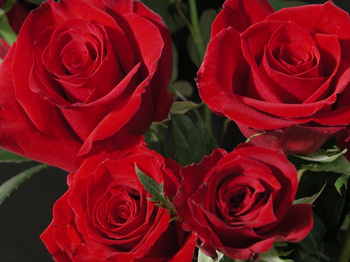 four red roses | Art01852 | Flickr