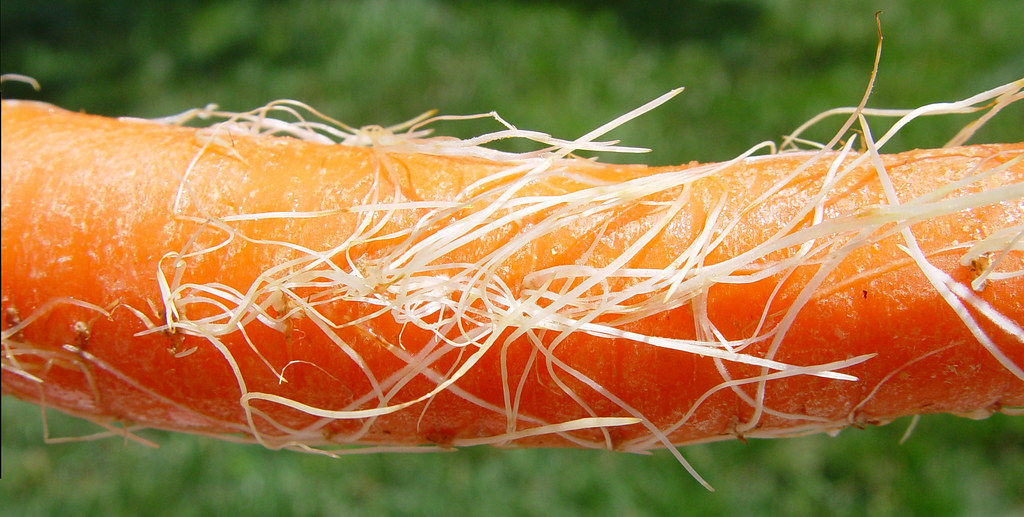 When carrots go bad... Yikes! We'll just scape those roots… Flickr