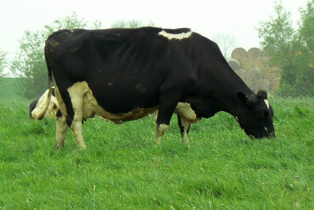Big Cow Flickr Photo Sharing!