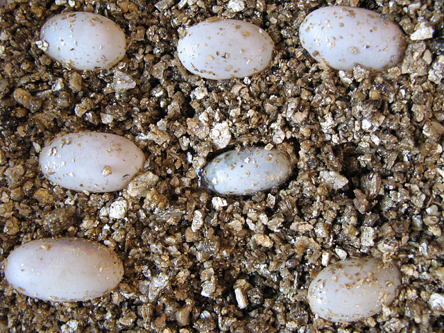 veiled chameleon eggs under incubation | part of 29 eggs und… | Flickr