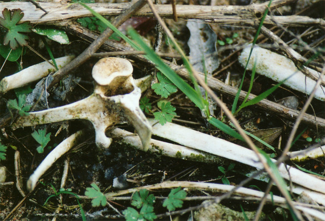 2002-12 bones
