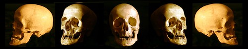 Skull | A skull lighted by candlelight at different angles. | Flickr