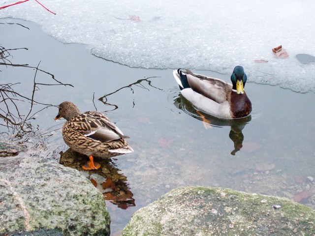 Duck migration ice