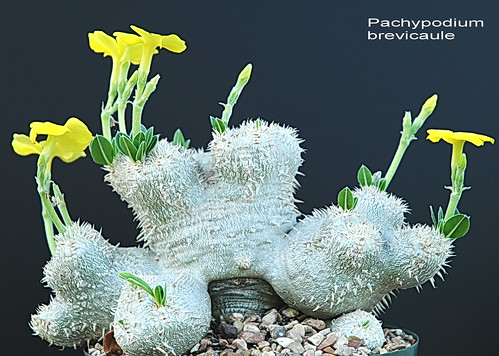 Pachypodium brevicaule
