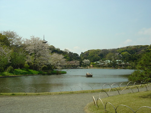 Cherry Blossoms at Sankeien Garden