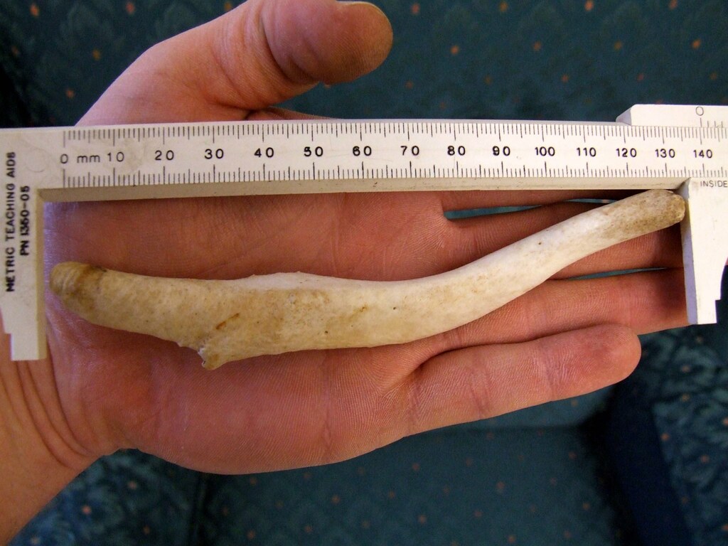 Seal Baculum | A baculum is a mammal's penis bone. Other mam… | Flickr