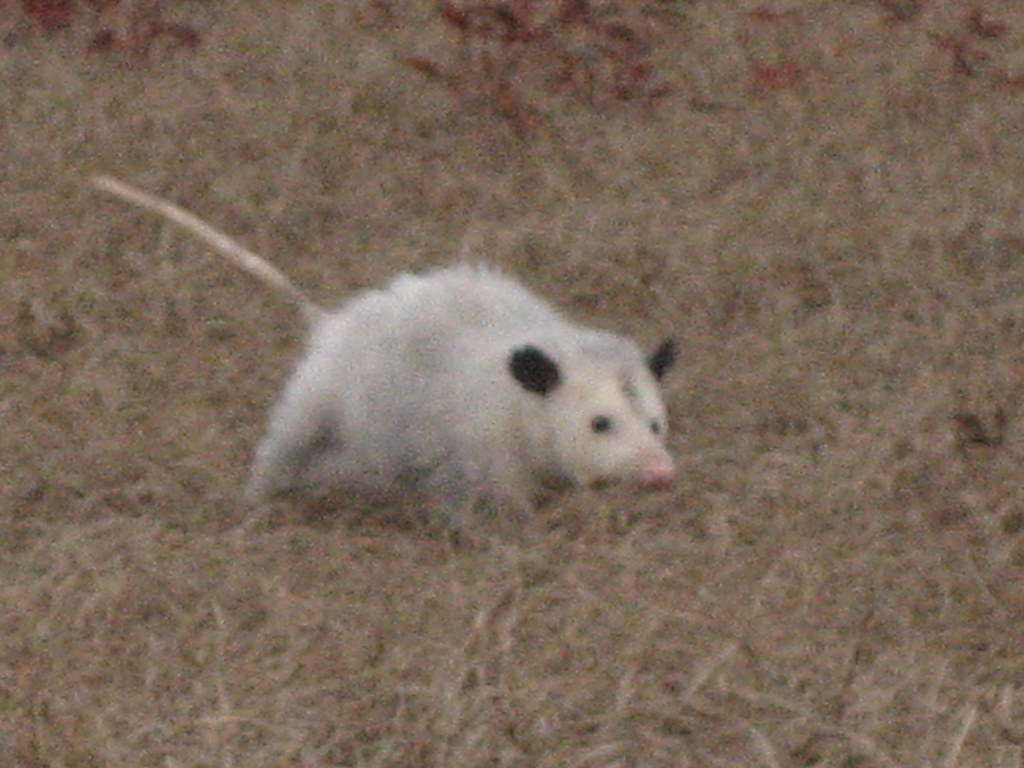 201 Best images about Opossums on Pinterest | Good 