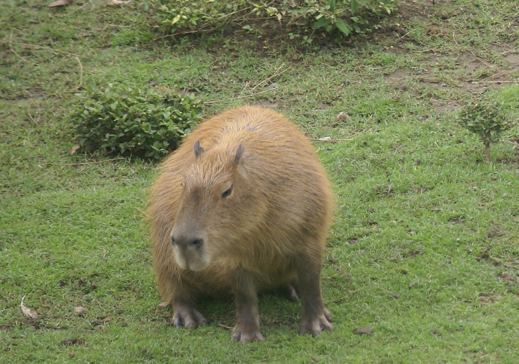 Big Rodent | I didn't know the name of this species until ...