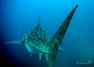 Whale Shark at Richelieu Rock, Thailand