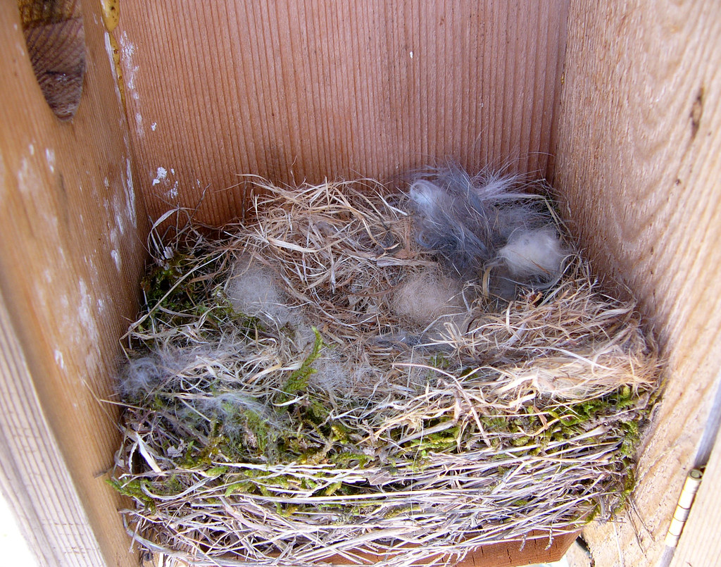 carolina-chickadee-nest-the-chickadees-have-made-great-pro-flickr