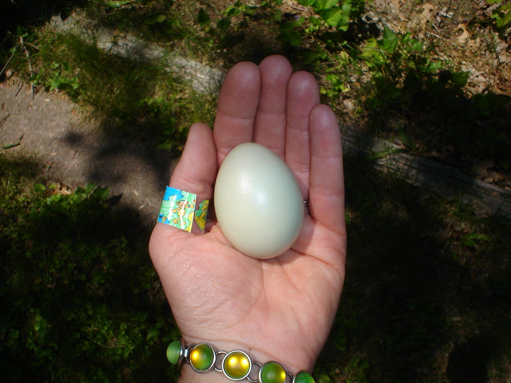 Mallard Duck Egg I Spied A Pair Of Mallards Outside My Off Flickr   440887023 Baabcc9f1e B 